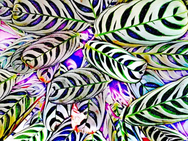 20170513_122651_2_a4_web