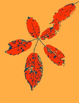 foglie_1_300_web